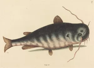 The Cat Fish by Mark Catesby Oil Painting