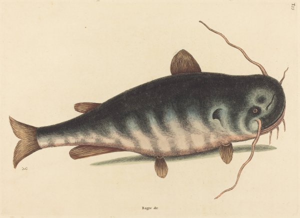 The Cat Fish  by Mark Catesby - Hand-Painted Oil Painting Reproduction