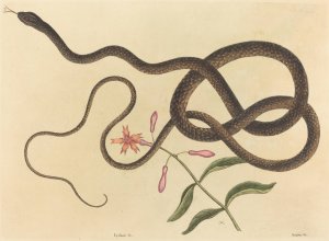 The Coach-whip Snake Oil painting by Mark Catesby