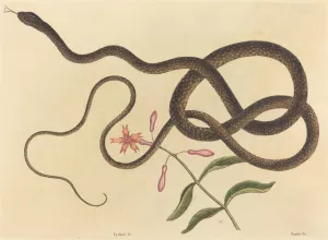The Coach-whip Snake by Mark Catesby Oil Painting