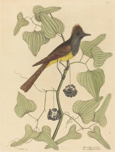 The Crested Flycatcher  by Mark Catesby - Hand-Painted Oil Painting Reproduction