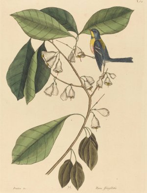 The Finch Creeper by Mark Catesby Oil Painting