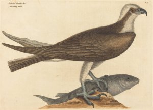 The Fishing Hawk by Mark Catesby Oil Painting