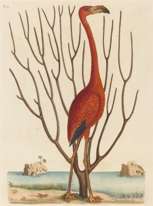 The Flamingo Oil painting by Mark Catesby