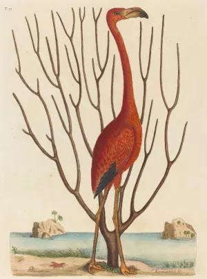 The Flamingo by Mark Catesby Oil Painting