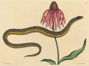 The Glass Snake by Mark Catesby Oil Painting