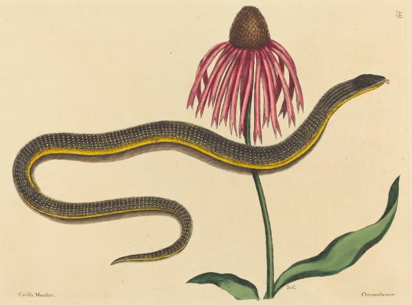 The Glass Snake  by Mark Catesby - Hand-Painted Oil Painting Reproduction