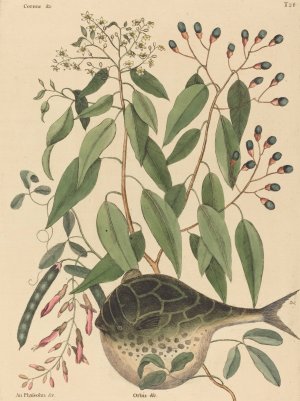 The Globe Fish by Mark Catesby Oil Painting