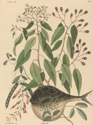 The Globe Fish by Mark Catesby Oil Painting