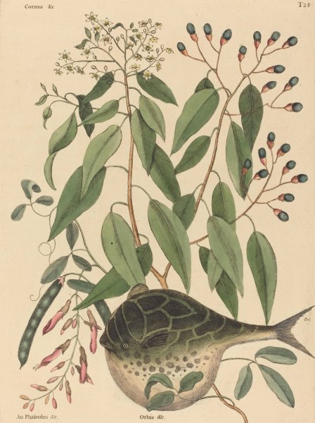 The Globe Fish  by Mark Catesby - Hand-Painted Oil Painting Reproduction