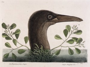 The Great Booby Oil painting by Mark Catesby