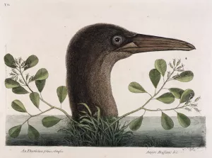 The Great Booby by Mark Catesby Oil Painting