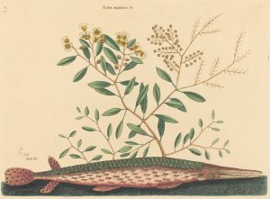 The Green Gar Fish Oil painting by Mark Catesby