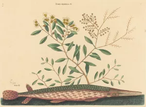 The Green Gar Fish by Mark Catesby Oil Painting