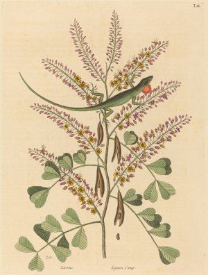 The Green Lizard of Jamaica by Mark Catesby Oil Painting
