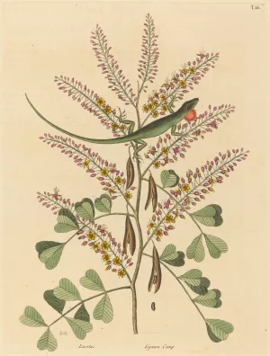 The Green Lizard of Jamaica by Mark Catesby Oil Painting
