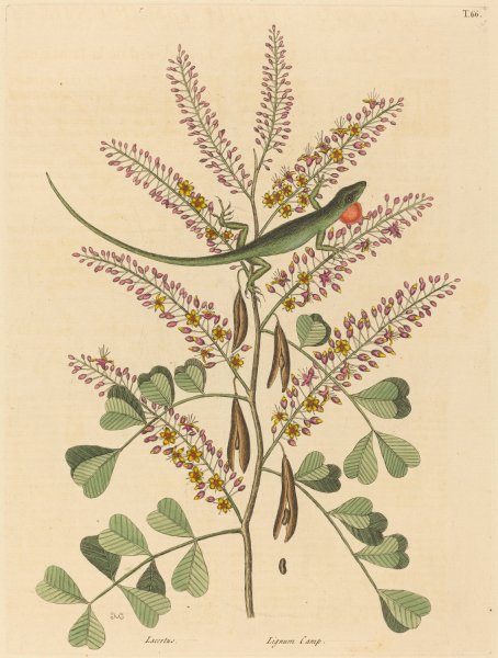 The Green Lizard of Jamaica  by Mark Catesby - Hand-Painted Oil Painting Reproduction
