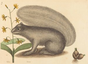 The Grey Fox Squirrel by Mark Catesby Oil Painting