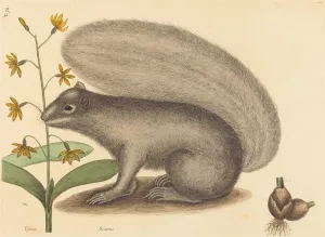 The Grey Fox Squirrel by Mark Catesby Oil Painting