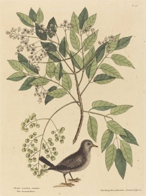The Ground Dove by Mark Catesby Oil Painting