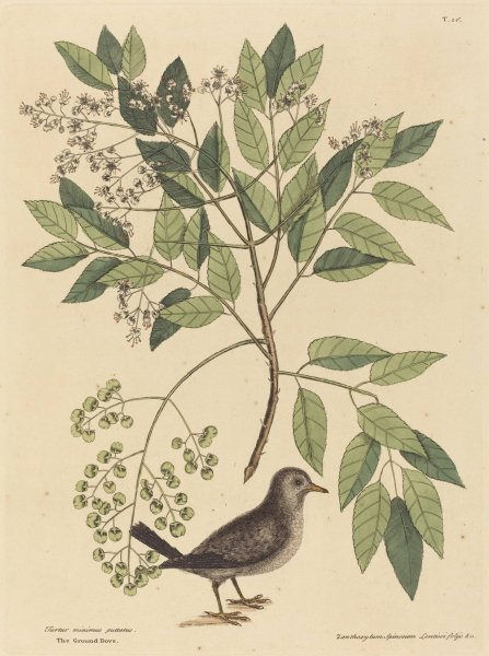 The Ground Dove  by Mark Catesby - Hand-Painted Oil Painting Reproduction