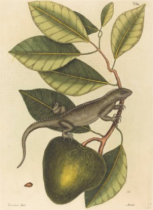 The Guana by Mark Catesby Oil Painting