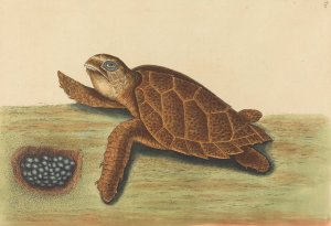 The Hawks-bill Turtle by Mark Catesby Oil Painting