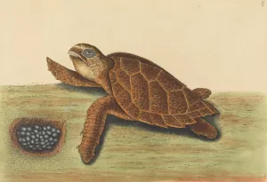 The Hawks-bill Turtle by Mark Catesby Oil Painting