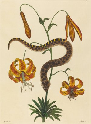 The Hog-nose Snake Oil painting by Mark Catesby