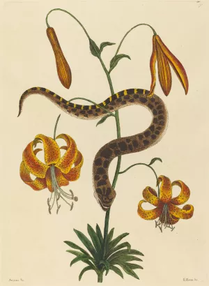 The Hog-nose Snake by Mark Catesby Oil Painting
