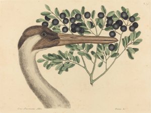 The Hooping Crane by Mark Catesby Oil Painting