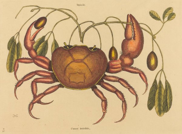 The Land-crab  by Mark Catesby - Hand-Painted Oil Painting Reproduction