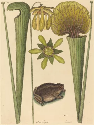 The Land Frog by Mark Catesby Oil Painting