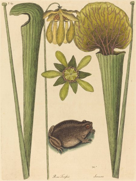 The Land Frog  by Mark Catesby - Hand-Painted Oil Painting Reproduction