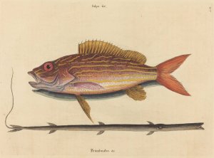 The Lane-snapper by Mark Catesby Oil Painting