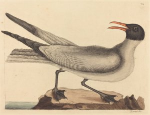 The Laughing Gull by Mark Catesby Oil Painting