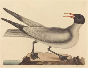 The Laughing Gull by Mark Catesby Oil Painting