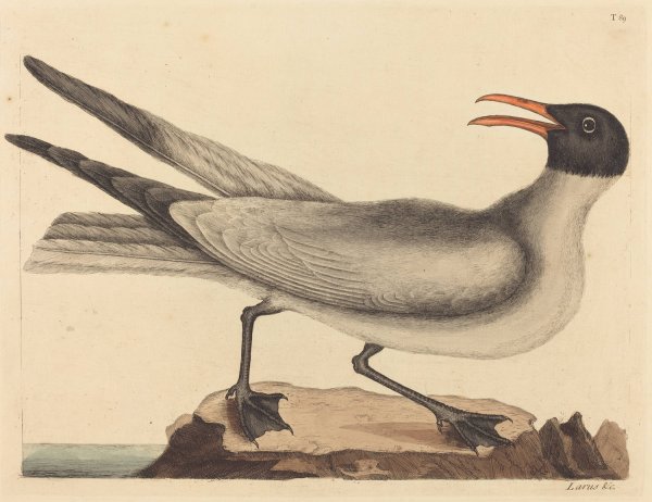The Laughing Gull  by Mark Catesby - Hand-Painted Oil Painting Reproduction