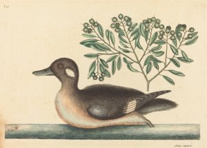 The Little Brown Duck by Mark Catesby Oil Painting