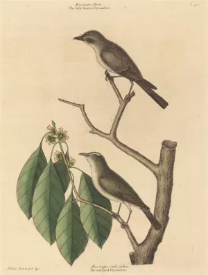 The Little Brown Flycatcher Oil painting by Mark Catesby