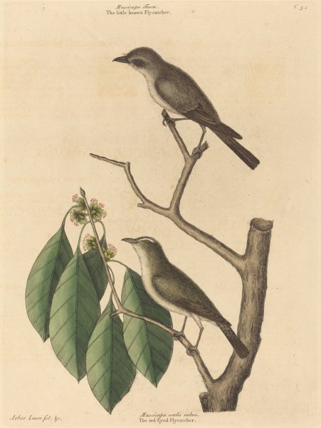 The Little Brown Flycatcher  by Mark Catesby - Hand-Painted Oil Painting Reproduction