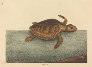 The Logger-Head Turtle Oil painting by Mark Catesby