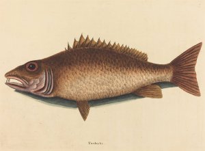 The Mangrove Snapper by Mark Catesby Oil Painting