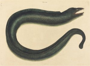 The Muray Oil painting by Mark Catesby