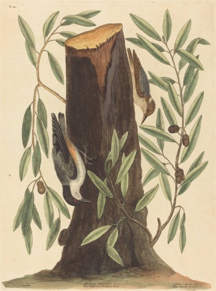 The Nuthatch  by Mark Catesby - Hand-Painted Oil Painting Reproduction