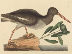 The Oyster-Catcher by Mark Catesby Oil Painting