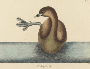 The Pied-billed Dobchick Oil painting by Mark Catesby