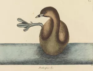 The Pied-billed Dobchick Oil painting by Mark Catesby