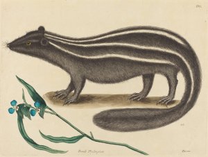 The Pole Cat by Mark Catesby Oil Painting