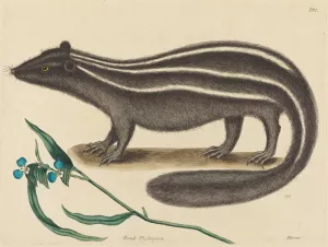 The Pole Cat by Mark Catesby Oil Painting